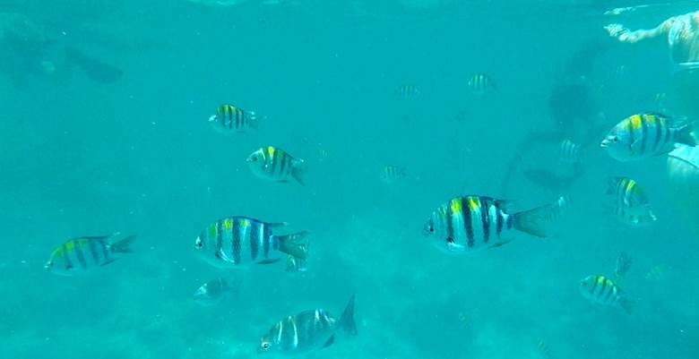 Mnemba ostrvo, snorkeling, sprud Zanzibar